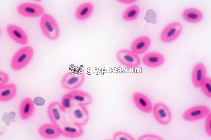 Sang de Poisson frottis x200 - gryphea.com